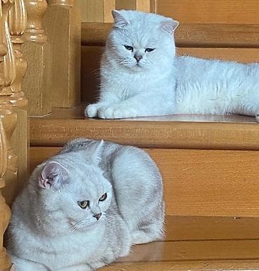 akvarium daşları: Britan, Erkək, Dişi, Yaxşı əllərə, Ünvandan götürmə, Ödənişli çatdırılma — 4