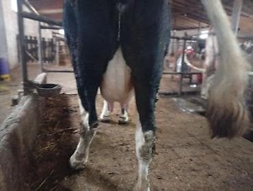 Pişiklər: Salam gördüyünüz bu iney 3 çi balanı dogmaqina 28 gün qalib 25 litir — 2