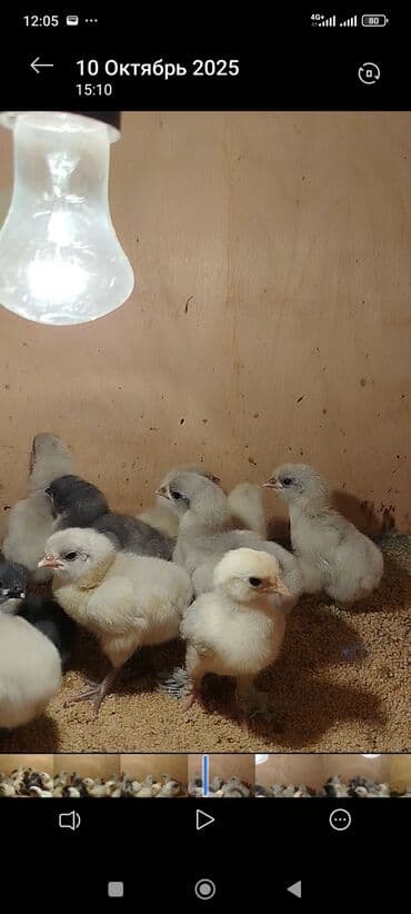 ordek balasi nece gune cixir: Toyuq cücələri, Damazlıq — 8