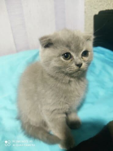 mingəcevir pişik: Şotland, Erkək, Dişi, Yaxşı əllərə, Ünvandan götürmə — 2