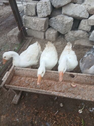 Ağ qazlar satılır. disidiler 40 azn. erkey isdiyen olsa 60 azn 1i