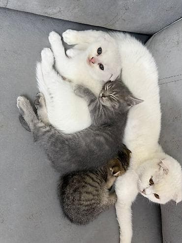 İtlər: Şotland — 4