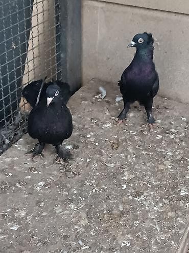 Pişiklər: Erkəyi mayadılar. erkəyi kəkilli maya ağ dimdikdi. əbrəşdən çıxıblar — 3