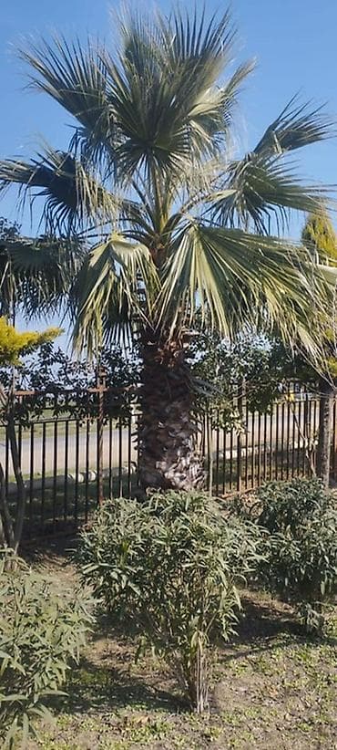 suvarma şlanqları: Ucuz qiymete qazon. var. 0Thuja və iynəyarpaqlı dekorativ ağaclar – — 7