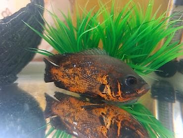 Akvarium və balıq dəsti satılır. Dəst tərkibi: - Şüşə akvarium