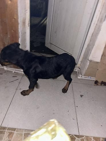 it səkilləri: Rotveyler, 3 ay, Dişi — 4