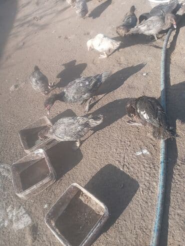 qoyun qiyməti 2024: Dişi, | Lal ördək, Yumurtalıq, Ünvandan götürmə — 7