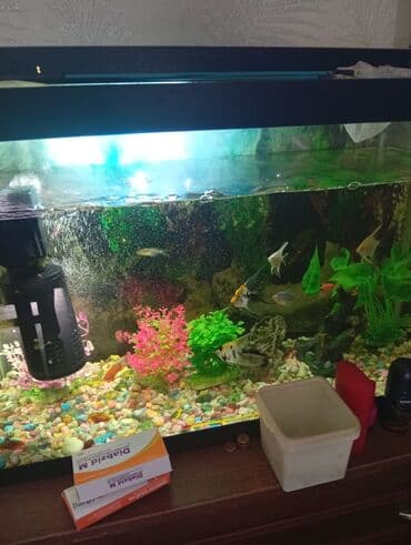 nemo baligi: Hamısı bir yerdə - Şüşə akvarium, üst qapaqlı və daxili işıqlandırma — 1