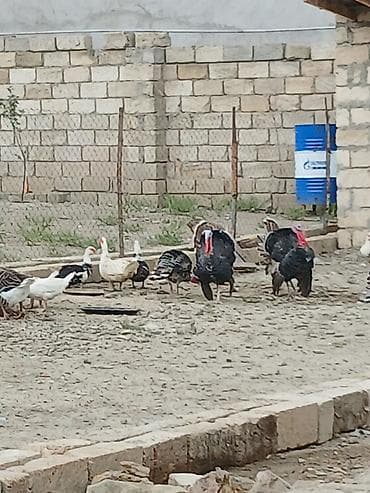 quş yarım tip: Salam öz qapımın 6 7 aylığ sağlam hinduşkalarıdır maşallah olsun — 3