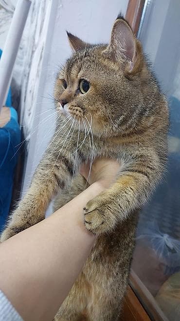 pisik esyalari: Qızıl şinşilla, Erkək, Yaxşı əllərə, Ünvandan götürmə — 2