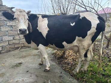 yun cinslər: Ala qara cins inek satilir. Cavan heyvandı. 4 aylıq boğazdı. Tam — 2