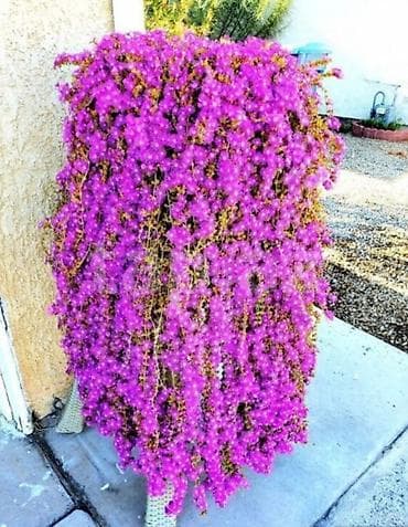 rozmarin bitkisi: Asıl asılan saksıda ətli bitki – Succulent (Delosperma/“Ice plant” — 8