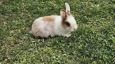 Məhsul: Dekorativ dovşan Təsvir: - Rəng: ağ-qonur (xalalı), üzü və