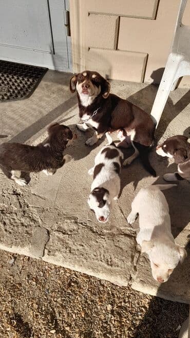 Akvariumlar: Zvanok balalari tecili satilir tam saglamdilar 3 erkey 1 diwi unvan — 1