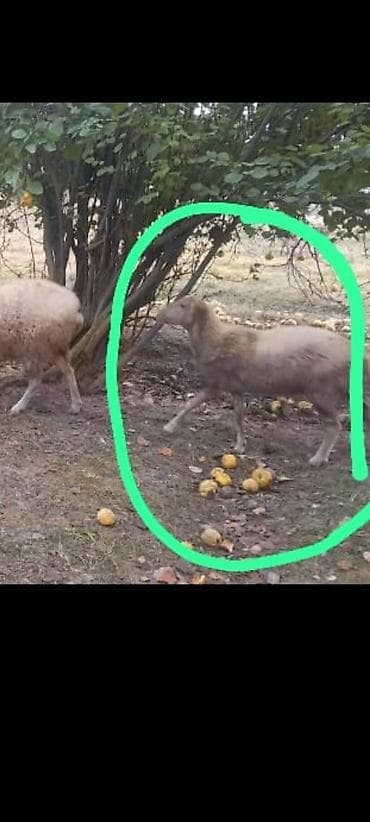 adlar it adlari: Məhsul: Qoyun (şəkildə yaşıl dairə ilə işarələnən heyvan) Təsvir: - — 1