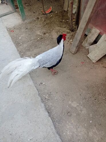 arpa toxumu satışı: Qızılı və gümüşü qırqovul bu ilki balaları satılır. Qızılı cüt 150 — 4