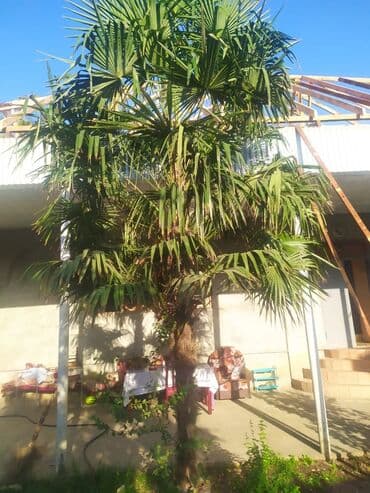 Уличные растения: Satılır: dekorativ xurma/palma ağacı (Trachycarpus tipli fan‑yarpaqlı — 1