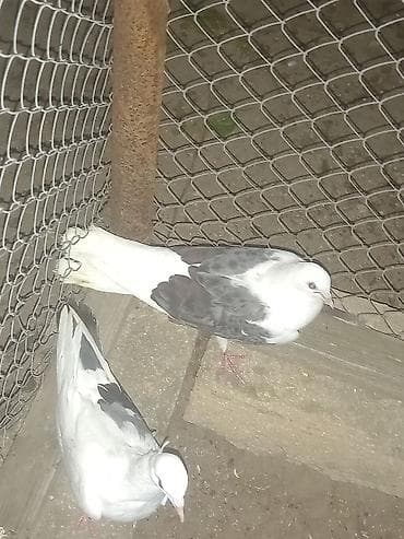Quşlar: Salam 2 ədədi 25 manata çəplər — 2