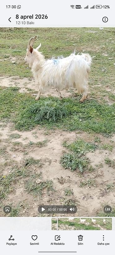 Dişi keçidi 1 qarln dogub balası esek vurub ölüb balasi süd de verir