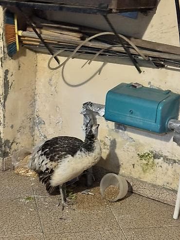 Təsvir: - Nadir dekorativ quş – tovuz quşu (gənc fərd). - Rənglər