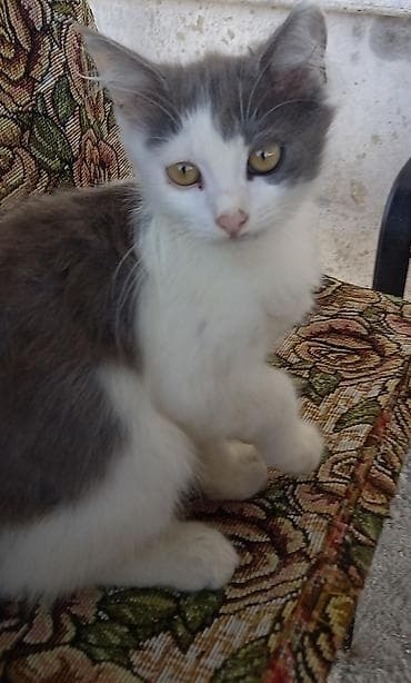 pişik adlari: Dişi — 1