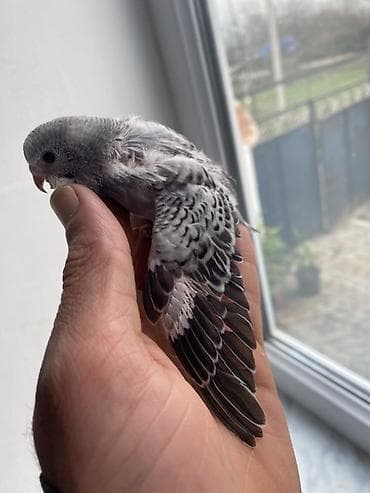 quşlar: Salam hamıya gördüyünüz bala quşlar satılır əsil ələ öyrediləsi — 8