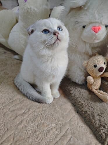 pişik cütleşdirmek: Şotland yastı qulaq — 9