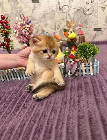 ağdaş yemi: Qızıl şinşilla — 1