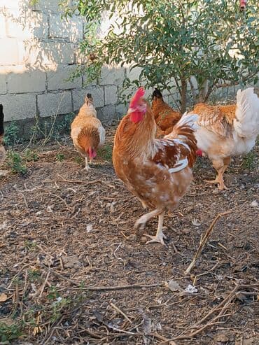 ordek yumurtası: Toyuq, Yumurtalıq — 10