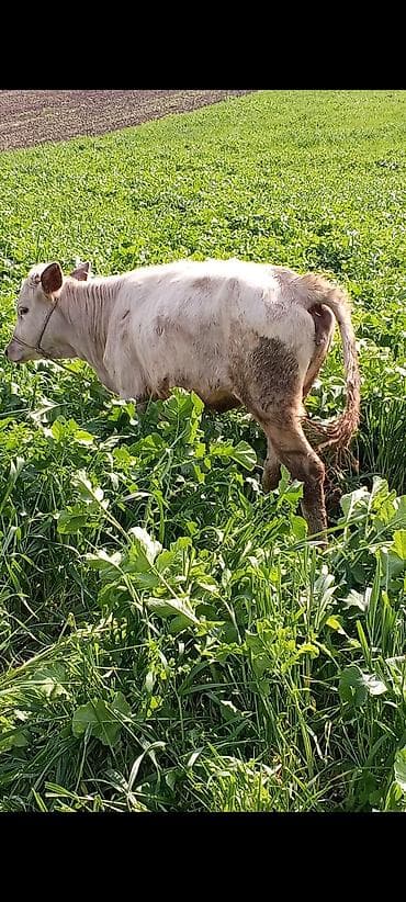 tap az qoyun: Cins: Ağ rəngə çalan, yüngül ləkəli dana (qara-bəyaz qarışıq tonlar — 3