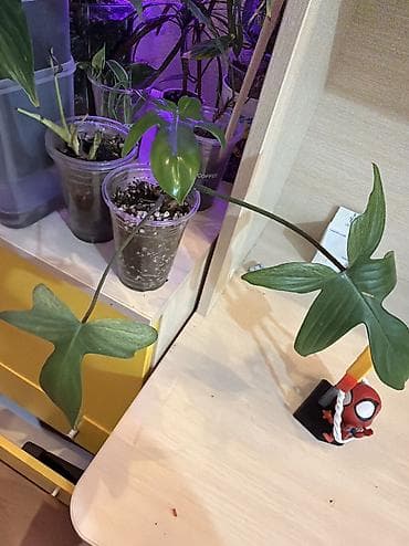 torf satilir: Filodendron Ghost bükülü yarpaqlı dırmaşan ev bitkisi - Yarpaqlar — 1