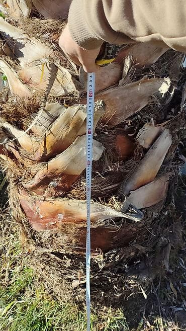 Dekorativ palma ağacı – fan formalı yarpaqları olan, hündür gövdəli — 4