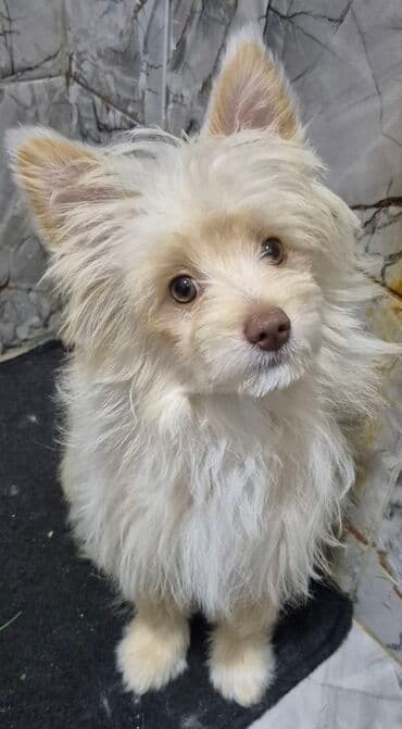 şirin it adları: 3 ay — 1