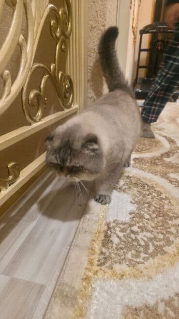 вислоухий кот цена: Шотладская вислоухая, Самец — 3