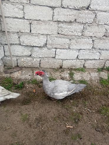 lavanda lal ordək: Erkey lavanda aktiv heyvandi 50 deyirem barter teklif baxir erkey dışı — 2