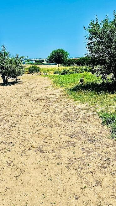 Daşınmaz əmlak: 12 sot, Tikinti, Kupça (Çıxarış) — 5