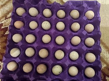 Xınalı kəklik yumurtası