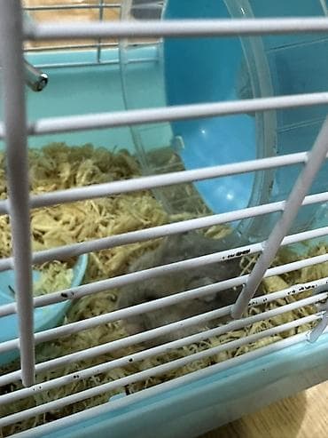 Heyvanlar üçün mallar: Hamster üçün iki mərtəbəli qəfəs – mavi/ağ Icinde bir eded hemster — 6