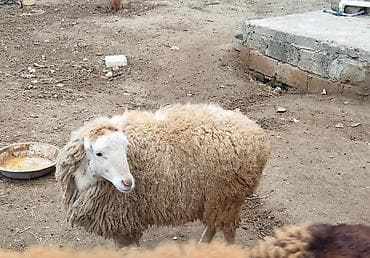 Dişi toğlu satilir 10 ayliqdi.Tam sağlamdi.Boğaz olub olmamağini