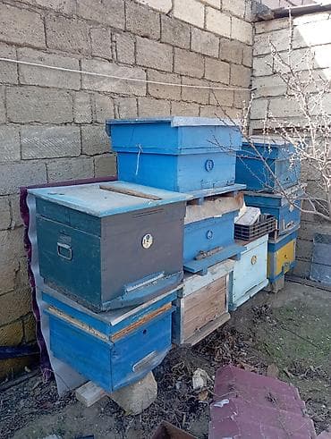 heyvan pişik: Arıçılıq üçün taxta pətəklər və üst korpuslar - Material: qalın — 1