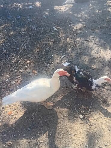 pişik üçün yuva: Musk ördəkləri satılır – təsərrüfat üçün məhsuldar ətlik cins — 4