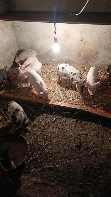 iri it cinsi: Məhsul: Balalıq donuzlar (xoruzlu-naqişli və ağ rənglərdə) Təsvir: - — 1