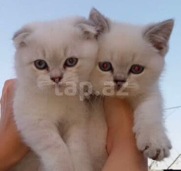 шотландская вислоухая кошка цена в баку: Şotland yastı qulaq, Erkək, Dişi, Ünvandan götürmə — 5