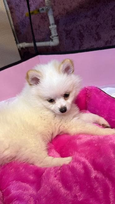 afcarka qara: Şpitz — 2