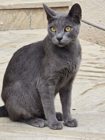 шотландский вислоухий котенок баку: Rus mavi, Dişi, Yaxşı əllərə, Ünvandan götürmə, Ödənişli çatdırılma — 2