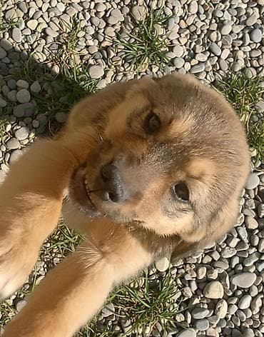 ucuz itlerin satisi: 2 ay, Erkek — 10