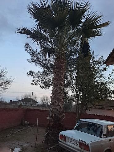 Satılır: Hündür dekorativ palma ağacı (fan formalı yarpaqlar) - Növ — 2