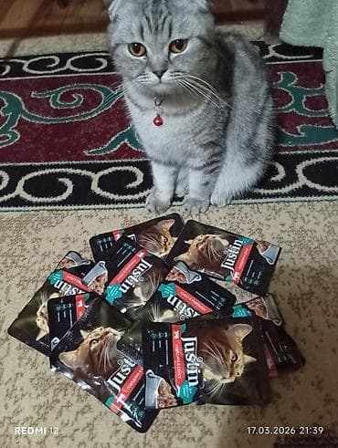 pisik cutlesme: Şotland, Yaxşı əllərə — 3