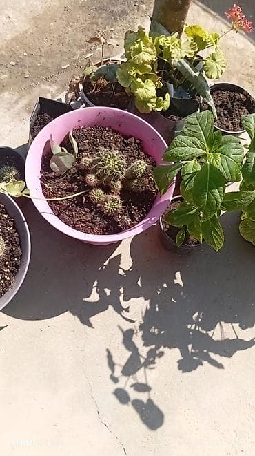 udi hindi bitkisi: Kaktus kompozisiyası – saksıda - Çoxsaylı balaca kaktusların bir — 2