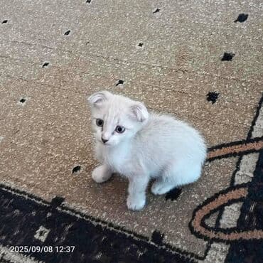 pişiklər üçün bit dərmanı: Сиамская — 5